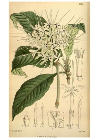 Reproducción/Reproduction 36057961825: Curtis's botanical magazine.. London ; New York [etc.] :Academic Press [etc.]