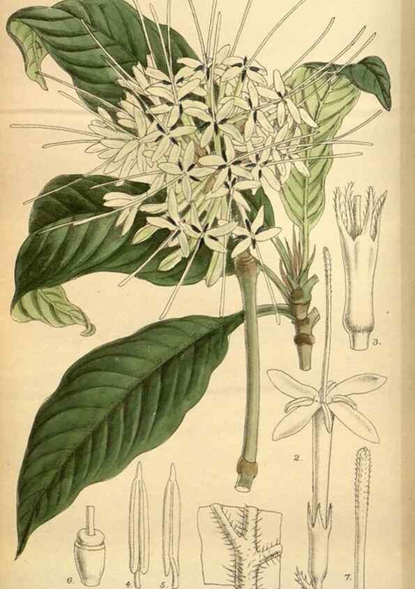 Reproducción/Reproduction 36057961825: Curtis's botanical magazine.. London ; New York [etc.] :Academic Press [etc.]