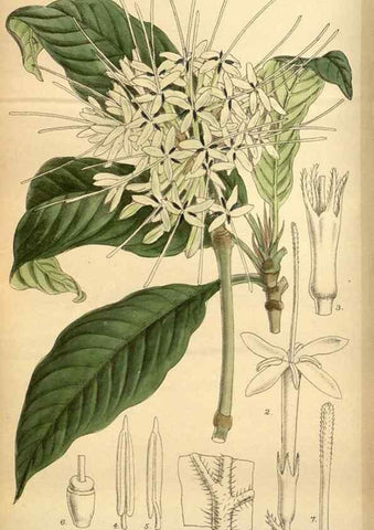 Reproducción/Reproduction 36057961825: Curtis's botanical magazine.. London ; New York [etc.] :Academic Press [etc.]