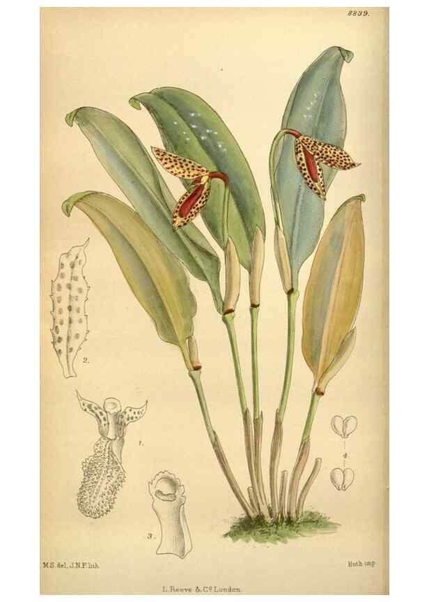 Reproducción/Reproduction 36057964075: Curtis's botanical magazine.. London ; New York [etc.] :Academic Press [etc.]