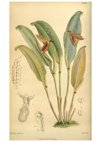 Reproducción/Reproduction 36057964075: Curtis's botanical magazine.. London ; New York [etc.] :Academic Press [etc.]
