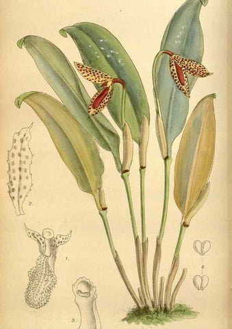 Reproducción/Reproduction 36057964075: Curtis's botanical magazine.. London ; New York [etc.] :Academic Press [etc.]