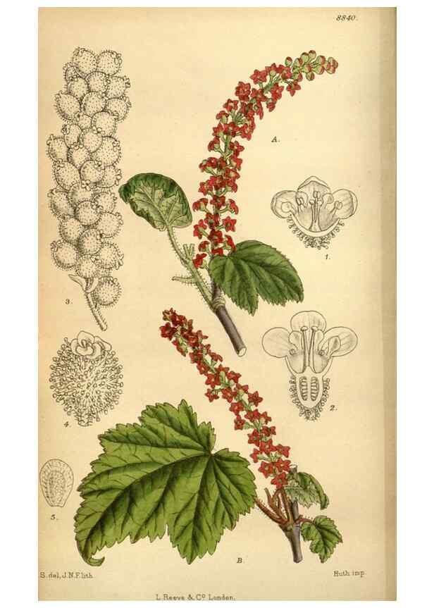 Reproducción/Reproduction 35249258993: Curtis's botanical magazine.. London ; New York [etc.] :Academic Press [etc.]