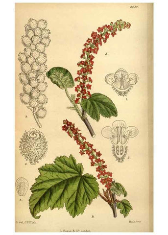 Reproducción/Reproduction 35249258993: Curtis's botanical magazine.. London ; New York [etc.] :Academic Press [etc.]