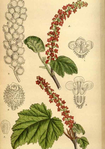 Reproducción/Reproduction 35249258993: Curtis's botanical magazine.. London ; New York [etc.] :Academic Press [etc.]