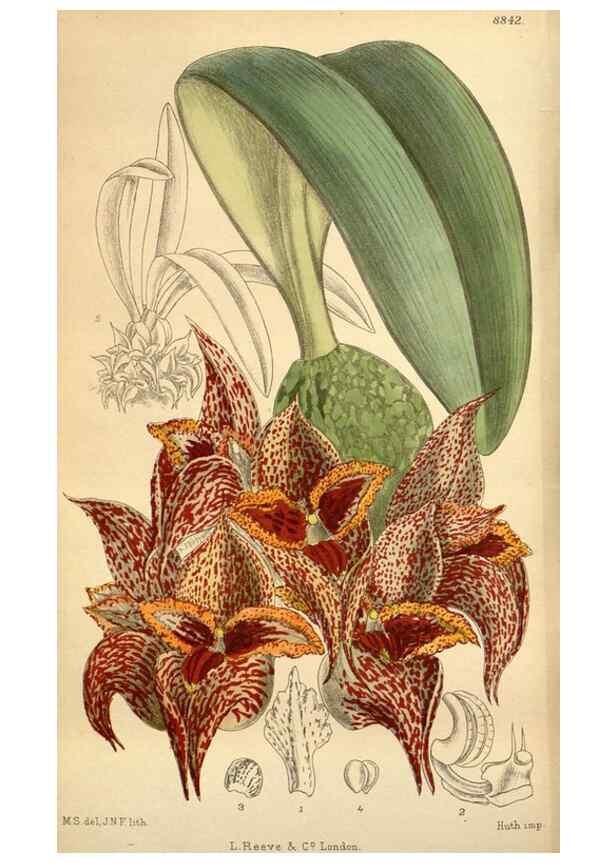 Reproducción/Reproduction 36057968895: Curtis's botanical magazine.. London ; New York [etc.] :Academic Press [etc.]