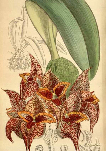 Reproducción/Reproduction 36057968895: Curtis's botanical magazine.. London ; New York [etc.] :Academic Press [etc.]