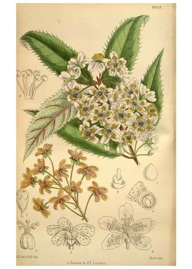 Reproducción/Reproduction 36057970785: Curtis's botanical magazine.. London ; New York [etc.] :Academic Press [etc.]