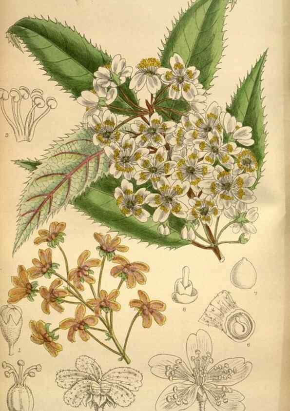 Reproducción/Reproduction 36057970785: Curtis's botanical magazine.. London ; New York [etc.] :Academic Press [etc.]