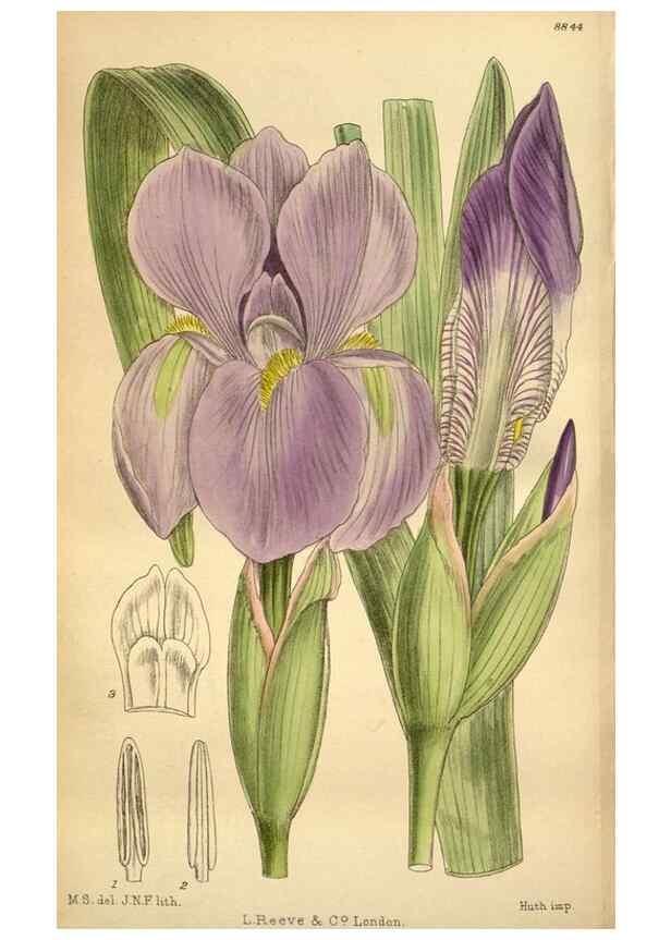 Reproducción/Reproduction 36057972895: Curtis's botanical magazine.. London ; New York [etc.] :Academic Press [etc.]