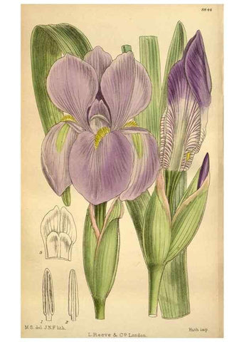 Reproducción/Reproduction 36057972895: Curtis's botanical magazine.. London ; New York [etc.] :Academic Press [etc.]