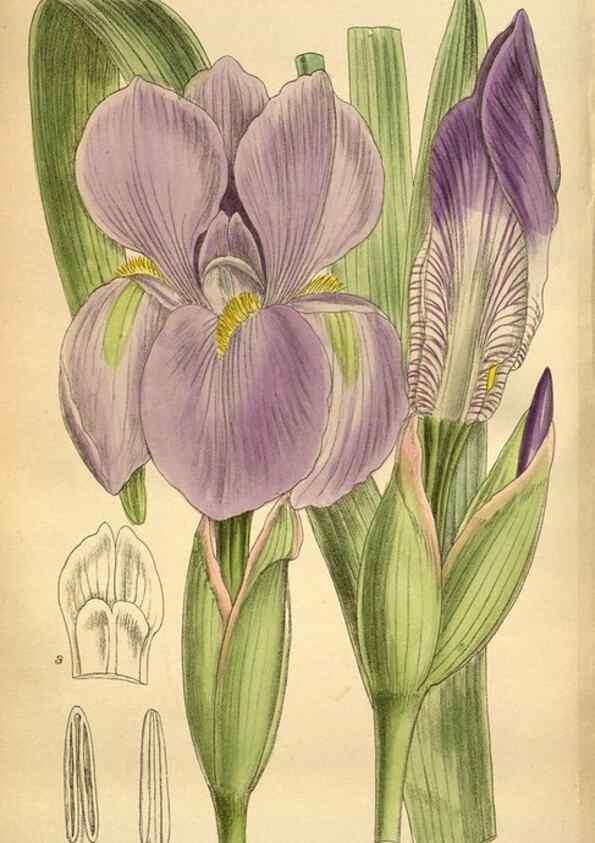 Reproducción/Reproduction 36057972895: Curtis's botanical magazine.. London ; New York [etc.] :Academic Press [etc.]