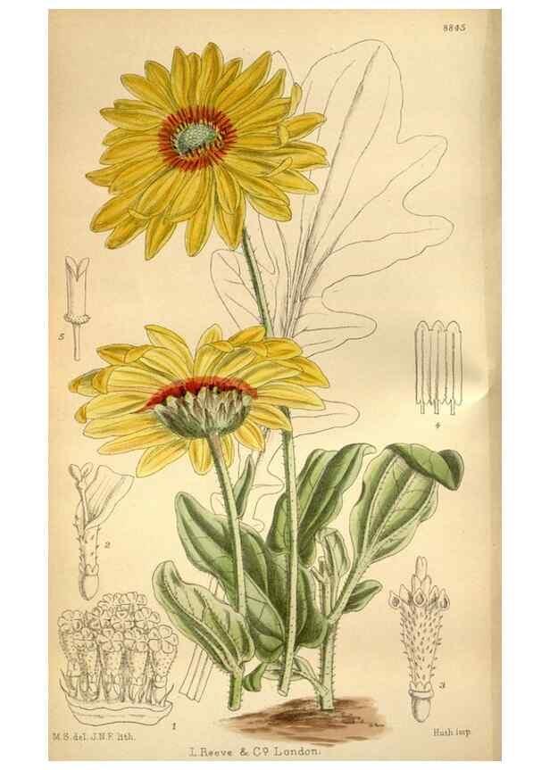 Reproducción/Reproduction 36057974865: Curtis's botanical magazine.. London ; New York [etc.] :Academic Press [etc.]