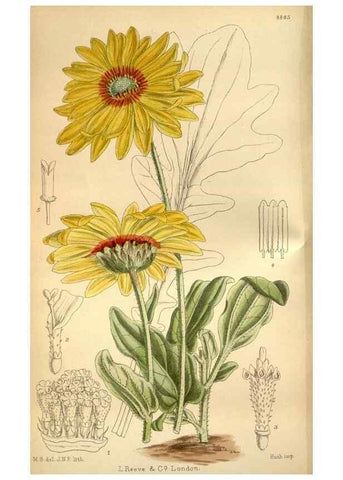 Reproducción/Reproduction 36057974865: Curtis's botanical magazine.. London ; New York [etc.] :Academic Press [etc.]