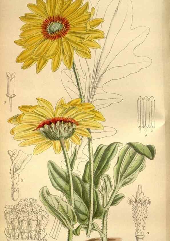 Reproducción/Reproduction 36057974865: Curtis's botanical magazine.. London ; New York [etc.] :Academic Press [etc.]