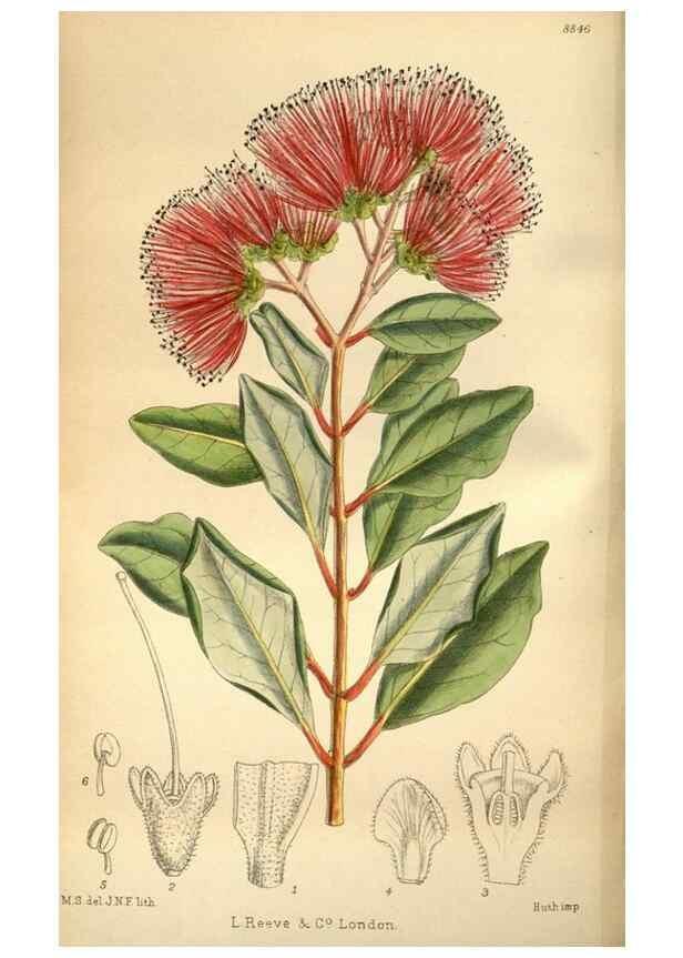 Reproducción/Reproduction 36057977105: Curtis's botanical magazine.. London ; New York [etc.] :Academic Press [etc.]