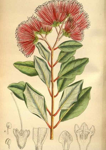 Reproducción/Reproduction 36057977105: Curtis's botanical magazine.. London ; New York [etc.] :Academic Press [etc.]