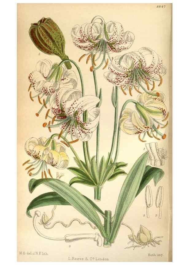 Reproducción/Reproduction 36057978995: Curtis's botanical magazine.. London ; New York [etc.] :Academic Press [etc.]