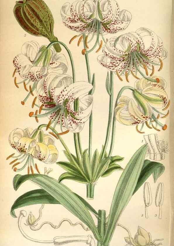 Reproducción/Reproduction 36057978995: Curtis's botanical magazine.. London ; New York [etc.] :Academic Press [etc.]