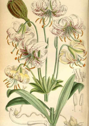 Reproducción/Reproduction 36057978995: Curtis's botanical magazine.. London ; New York [etc.] :Academic Press [etc.]