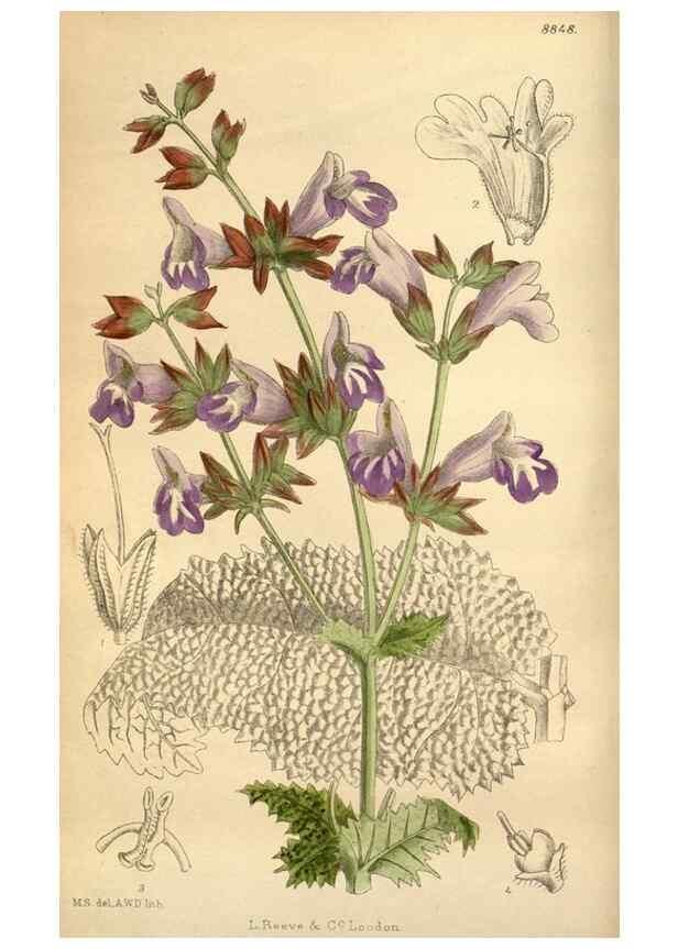 Reproducción/Reproduction 35218354434: Curtis's botanical magazine.. London ; New York [etc.] :Academic Press [etc.]