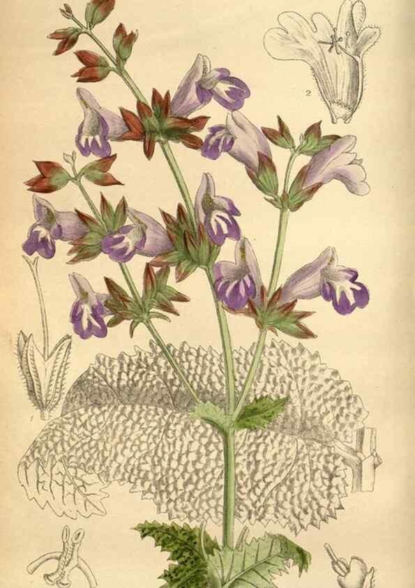 Reproducción/Reproduction 35218354434: Curtis's botanical magazine.. London ; New York [etc.] :Academic Press [etc.]