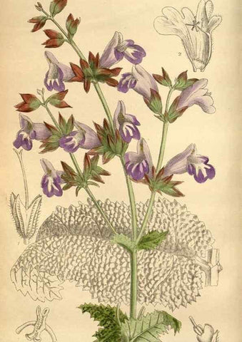 Reproducción/Reproduction 35218354434: Curtis's botanical magazine.. London ; New York [etc.] :Academic Press [etc.]