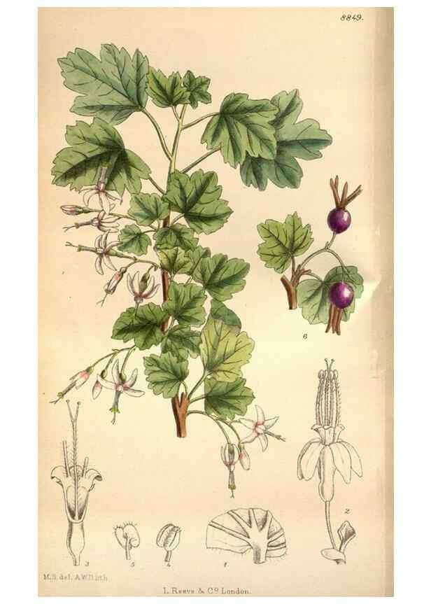 Reproducción/Reproduction 35218355534: Curtis's botanical magazine.. London ; New York [etc.] :Academic Press [etc.]