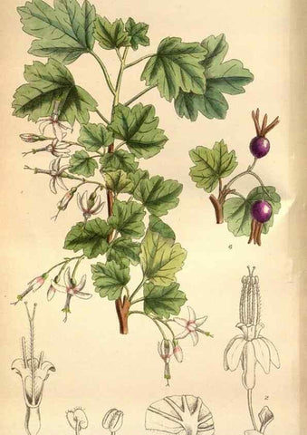 Reproducción/Reproduction 35218355534: Curtis's botanical magazine.. London ; New York [etc.] :Academic Press [etc.]