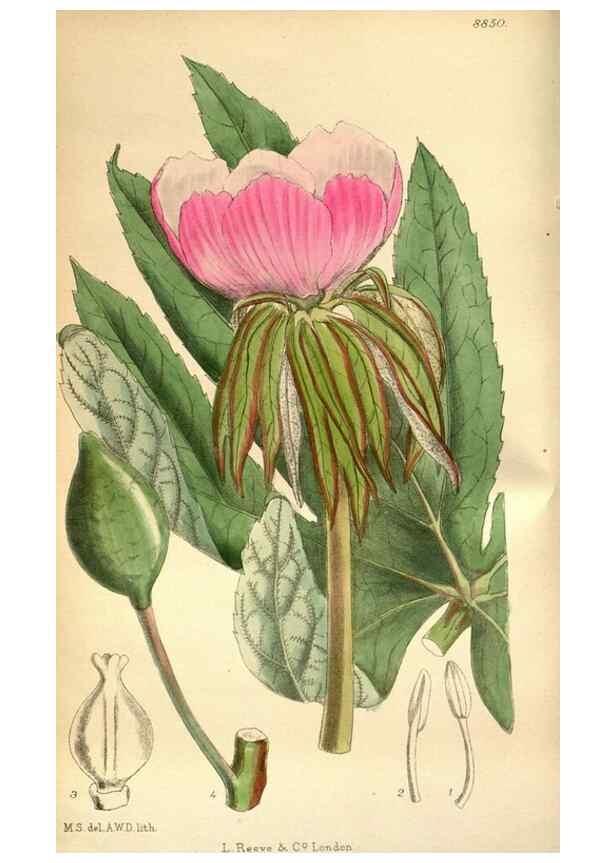 Reproducción/Reproduction 35218356824: Curtis's botanical magazine.. London ; New York [etc.] :Academic Press [etc.]