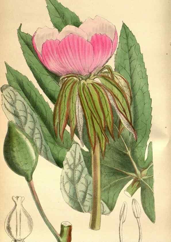 Reproducción/Reproduction 35218356824: Curtis's botanical magazine.. London ; New York [etc.] :Academic Press [etc.]