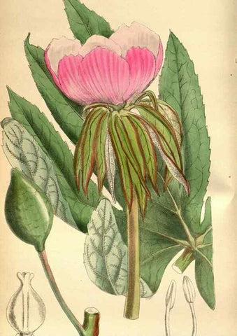 Reproducción/Reproduction 35218356824: Curtis's botanical magazine.. London ; New York [etc.] :Academic Press [etc.]