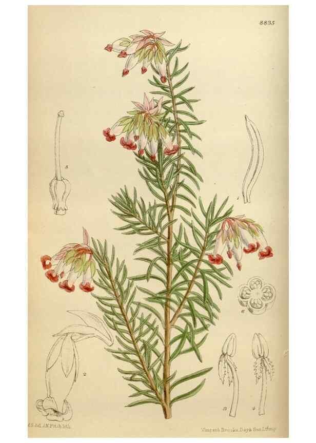 Reproducción/Reproduction 35886682372: Curtis's botanical magazine.. London ; New York [etc.] :Academic Press [etc.]