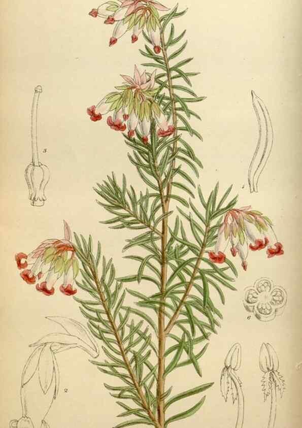 Reproducción/Reproduction 35886682372: Curtis's botanical magazine.. London ; New York [etc.] :Academic Press [etc.]