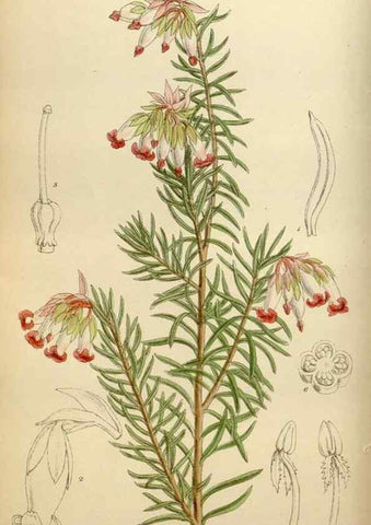 Reproducción/Reproduction 35886682372: Curtis's botanical magazine.. London ; New York [etc.] :Academic Press [etc.]