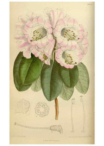 Reproducción/Reproduction 35886680522: Curtis's botanical magazine.. London ; New York [etc.] :Academic Press [etc.]