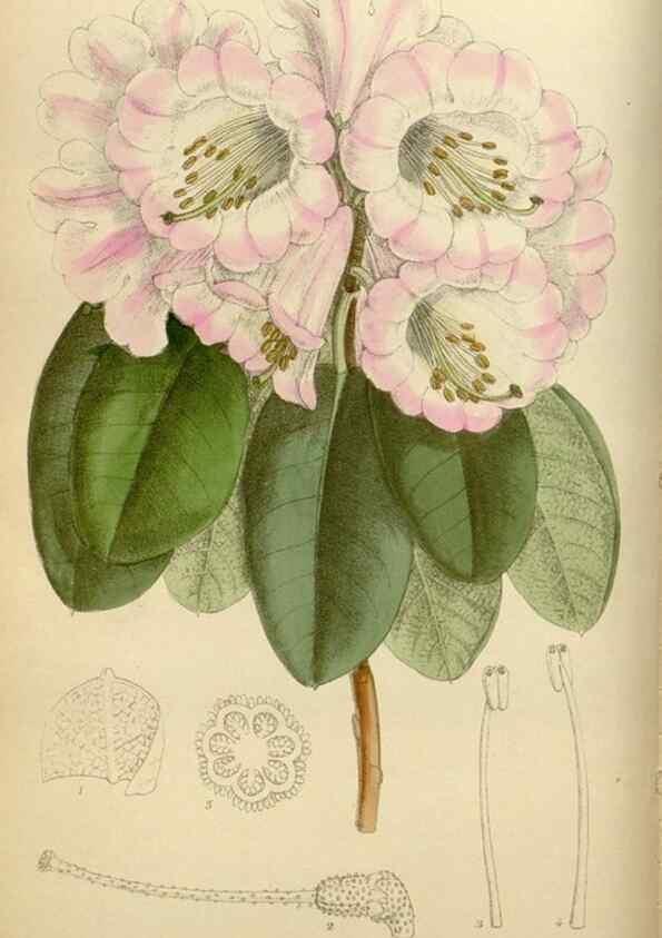 Reproducción/Reproduction 35886680522: Curtis's botanical magazine.. London ; New York [etc.] :Academic Press [etc.]