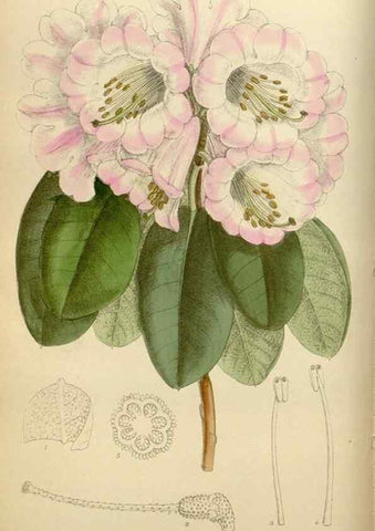 Reproducción/Reproduction 35886680522: Curtis's botanical magazine.. London ; New York [etc.] :Academic Press [etc.]