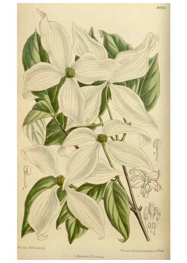 Reproducción/Reproduction 35886678882: Curtis's botanical magazine.. London ; New York [etc.] :Academic Press [etc.]