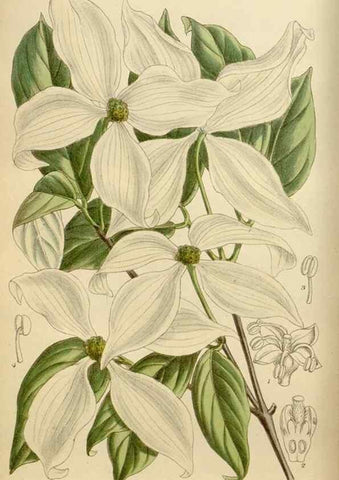 Reproducción/Reproduction 35886678882: Curtis's botanical magazine.. London ; New York [etc.] :Academic Press [etc.]
