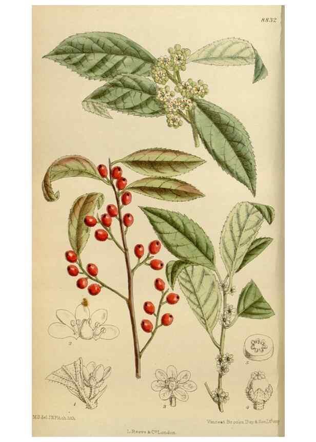 Reproducción/Reproduction 35249239283: Curtis's botanical magazine.. London ; New York [etc.] :Academic Press [etc.]