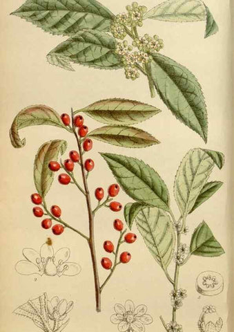 Reproducción/Reproduction 35249239283: Curtis's botanical magazine.. London ; New York [etc.] :Academic Press [etc.]