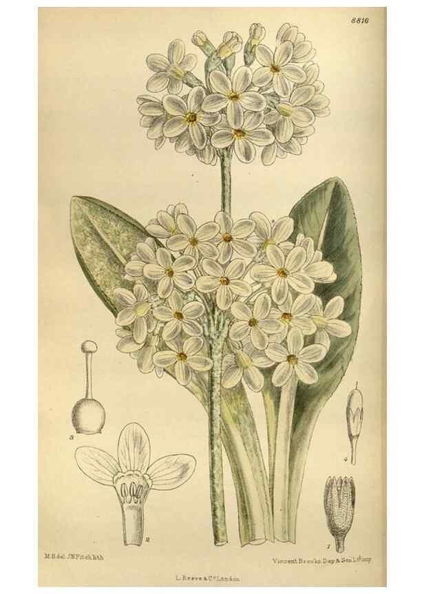 Reproducción/Reproduction 35668157760: Curtis's botanical magazine.. London ; New York [etc.] :Academic Press [etc.]