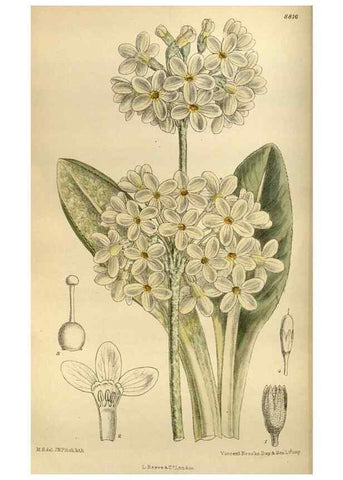 Reproducción/Reproduction 35668157760: Curtis's botanical magazine.. London ; New York [etc.] :Academic Press [etc.]