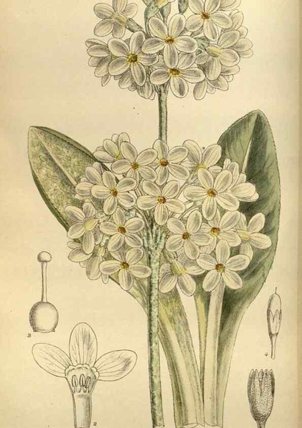 Reproducción/Reproduction 35668157760: Curtis's botanical magazine.. London ; New York [etc.] :Academic Press [etc.]