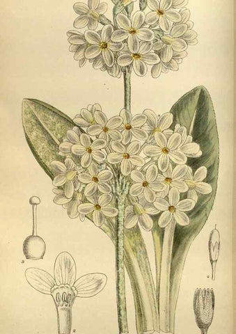 Reproducción/Reproduction 35668157760: Curtis's botanical magazine.. London ; New York [etc.] :Academic Press [etc.]