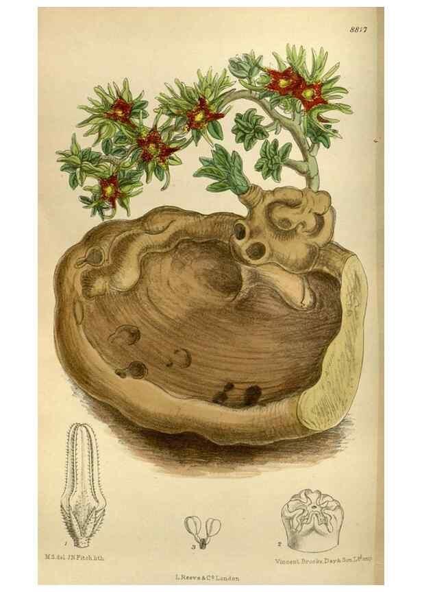 Reproducción/Reproduction 35668159410: Curtis's botanical magazine.. London ; New York [etc.] :Academic Press [etc.]