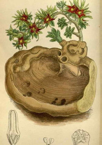 Reproducción/Reproduction 35668159410: Curtis's botanical magazine.. London ; New York [etc.] :Academic Press [etc.]