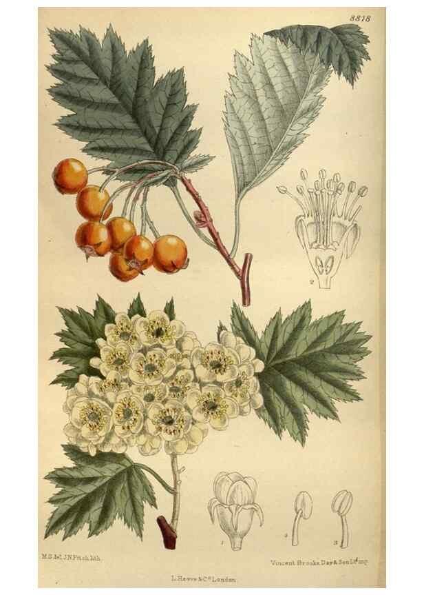 Reproducción/Reproduction 35668161110: Curtis's botanical magazine.. London ; New York [etc.] :Academic Press [etc.]