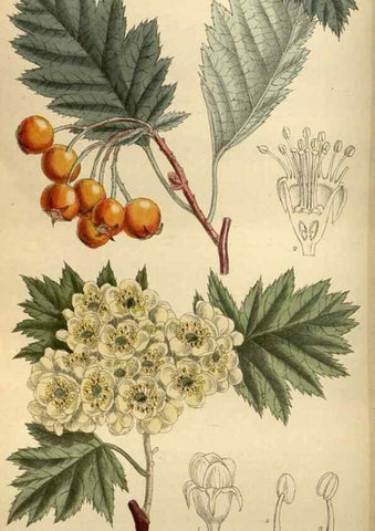 Reproducción/Reproduction 35668161110: Curtis's botanical magazine.. London ; New York [etc.] :Academic Press [etc.]